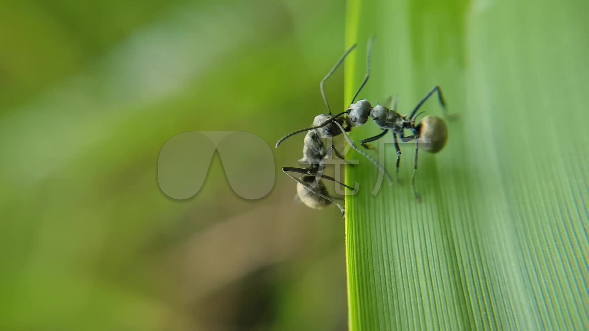 螞蟻視頻最新探索，前沿技術(shù)與用戶(hù)體驗(yàn)的新紀(jì)元革新