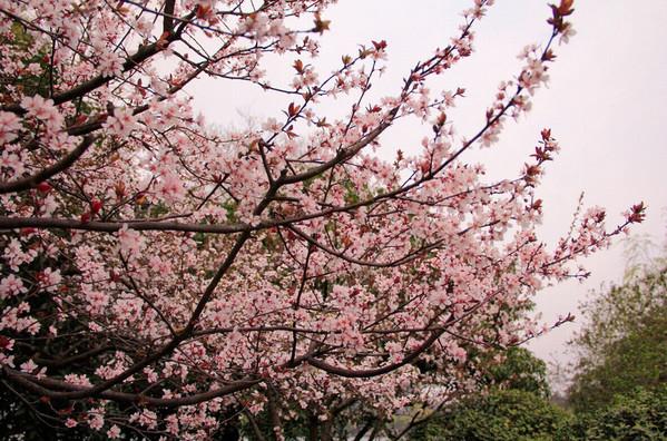 重慶踏春賞花盛宴，最新賞花指南