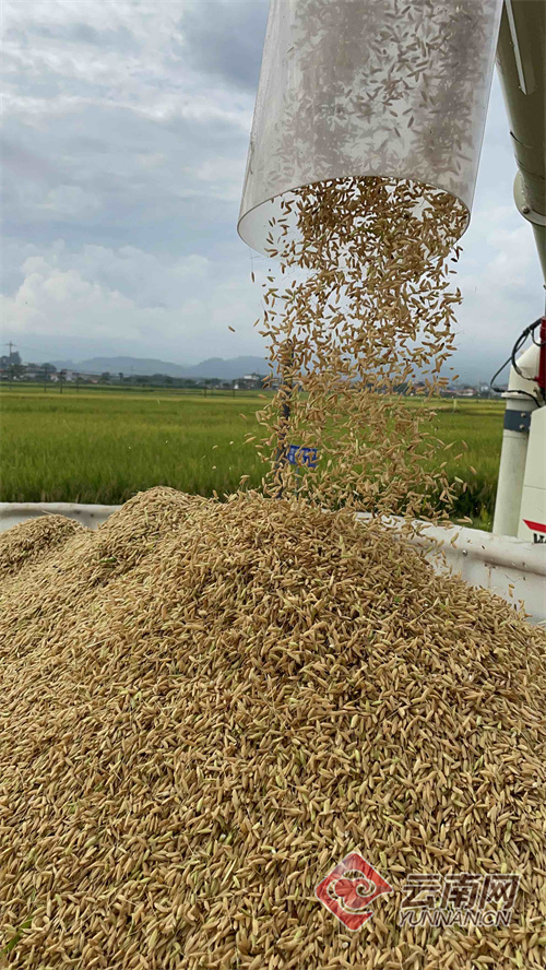 屯米最新動態(tài)引領(lǐng)行業(yè)變革重塑糧食產(chǎn)業(yè)未來格局