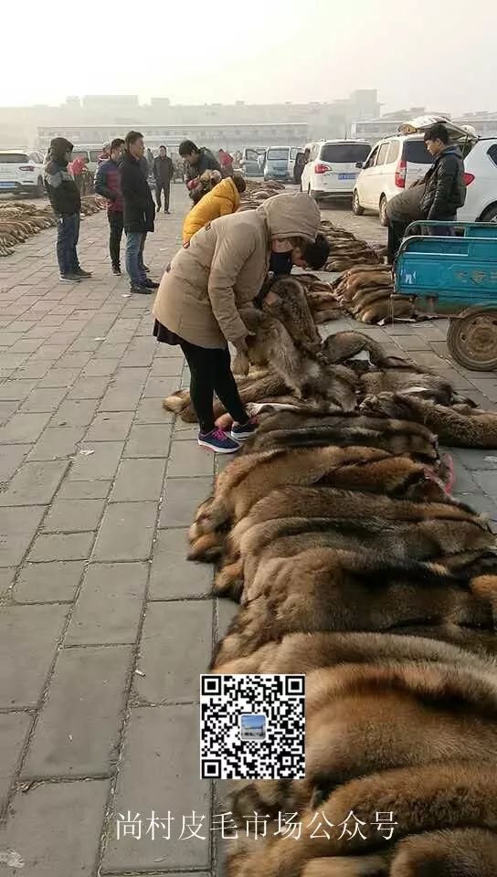 大營皮毛市場最新價格動態(tài)與深度市場走勢解析