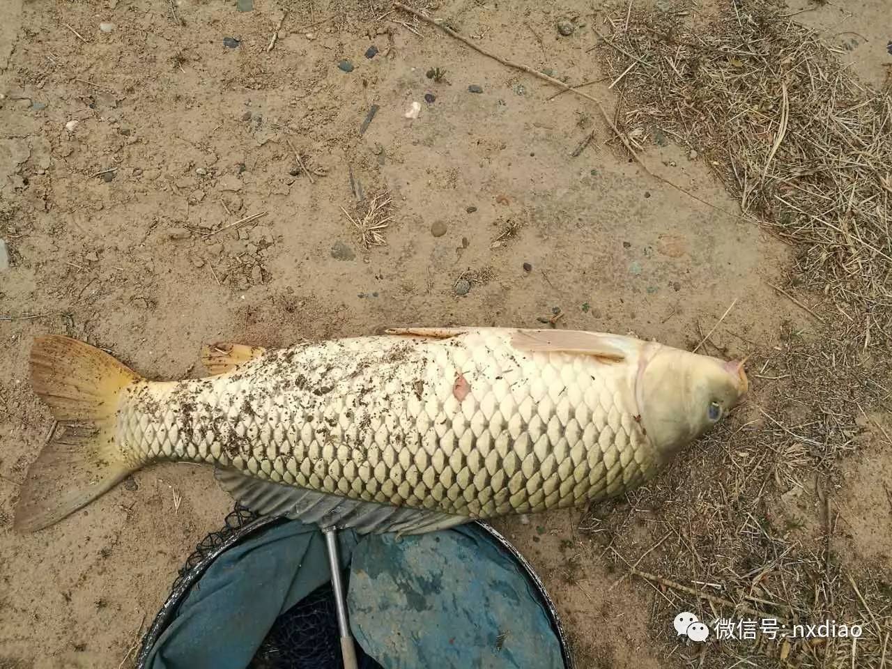 西安放魚活動啟動，開啟生態(tài)文旅融合新篇章