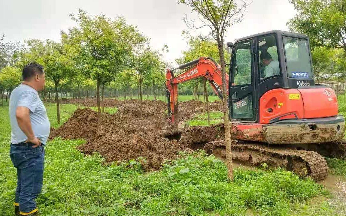 探索高效農(nóng)業(yè)未來之路，最新葡萄大棚種植模式揭秘