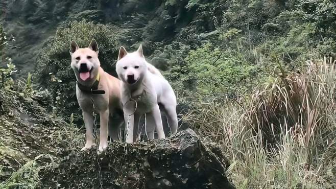 貴州土獵犬，傳承與特色的和諧融合