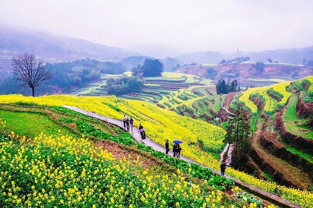 萬綠桃源最新動態(tài)，生態(tài)宜居新篇章揭開序幕