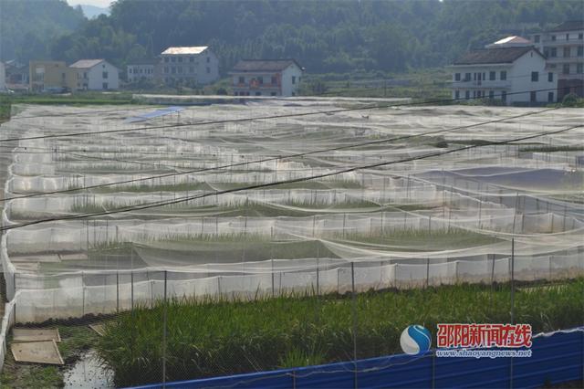 新邵坪上鎮(zhèn)未來規(guī)劃揭曉，繁榮與和諧共生的新面貌塑造