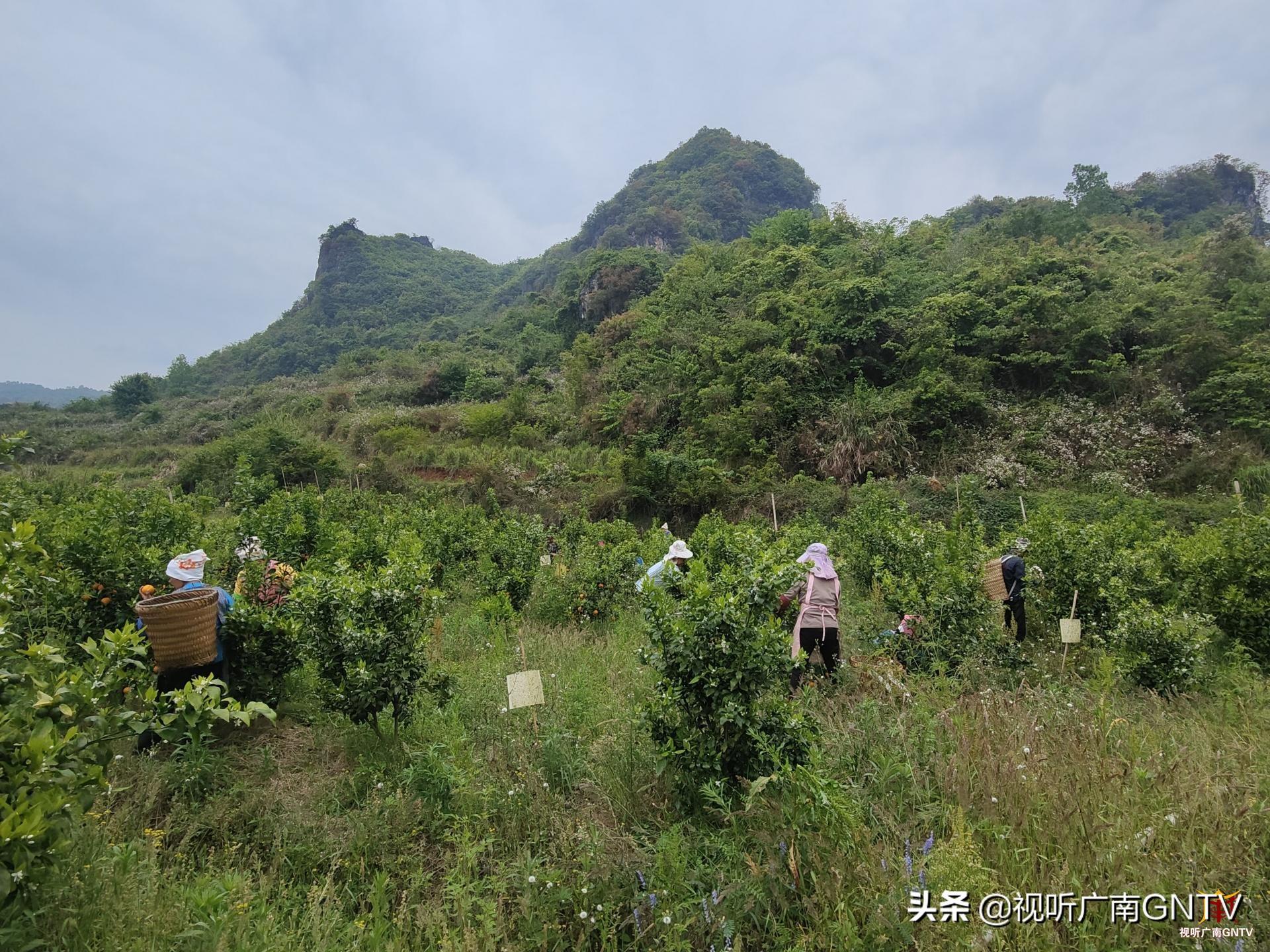 廣南壯族山歌對(duì)唱，最新探析與賞析